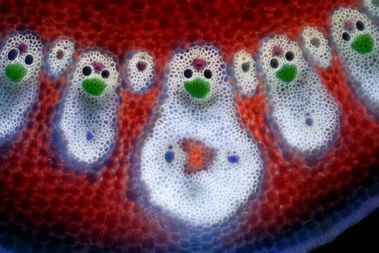 Decouvrez le monde miniature de nikon - #2 Image de distinction : Dr. David Maitland, St. Andrews, Royaume-Uni Decouvrez le monde miniature de nikon - #2 Image de distinction : Dr. David Maitland, St. Andrews, Royaume-Uni