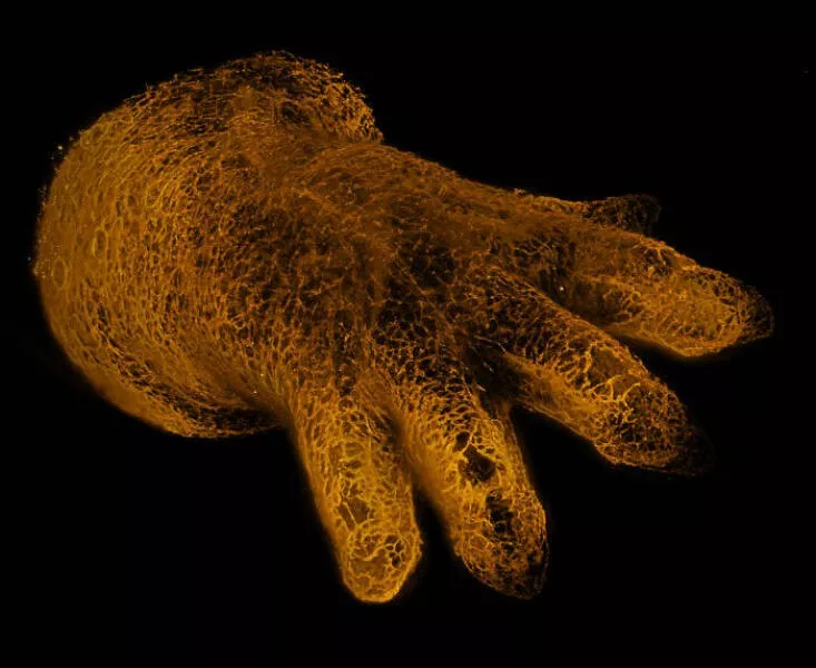 Decouvrez le monde miniature de nikon - #20 Image de distinction : Dr. Michael Weber, Berlin, Allemagne Decouvrez le monde miniature de nikon - #20 Image de distinction : Dr. Michael Weber, Berlin, Allemagne