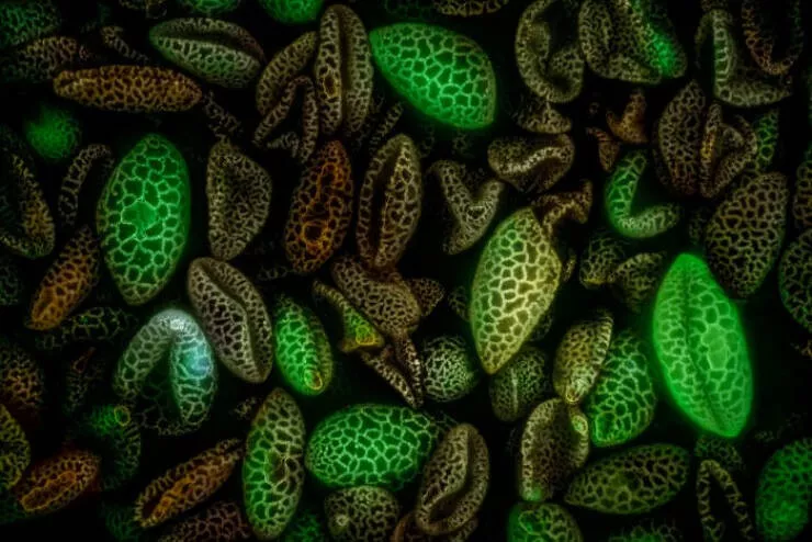 Decouvrez le monde miniature de nikon - #21 Image de distinction : Dr. Stephen De Lisle, Karlstad, Suède Decouvrez le monde miniature de nikon - #21 Image de distinction : Dr. Stephen De Lisle, Karlstad, Suède