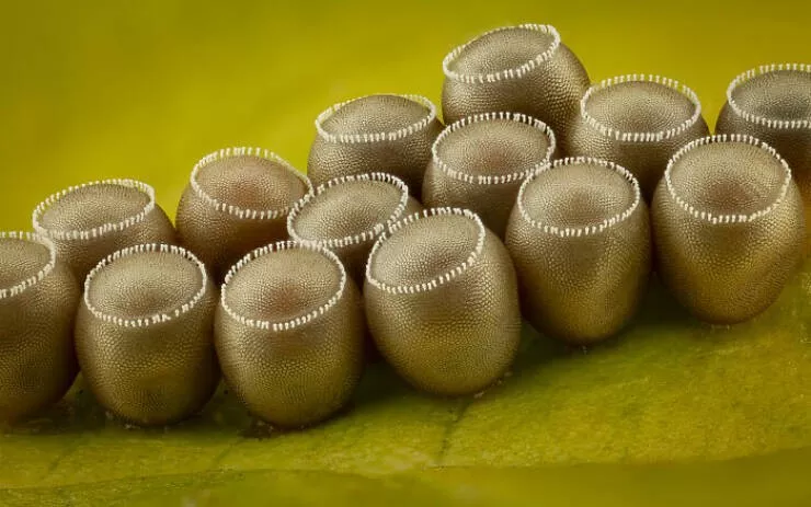 Explore the nikon small world micro photos - #22 Image Of Distinction: Walter Ferrari, Rio Cuarto, Argentina Explore the nikon small world micro photos - #22 Image Of Distinction: Walter Ferrari, Rio Cuarto, Argentina