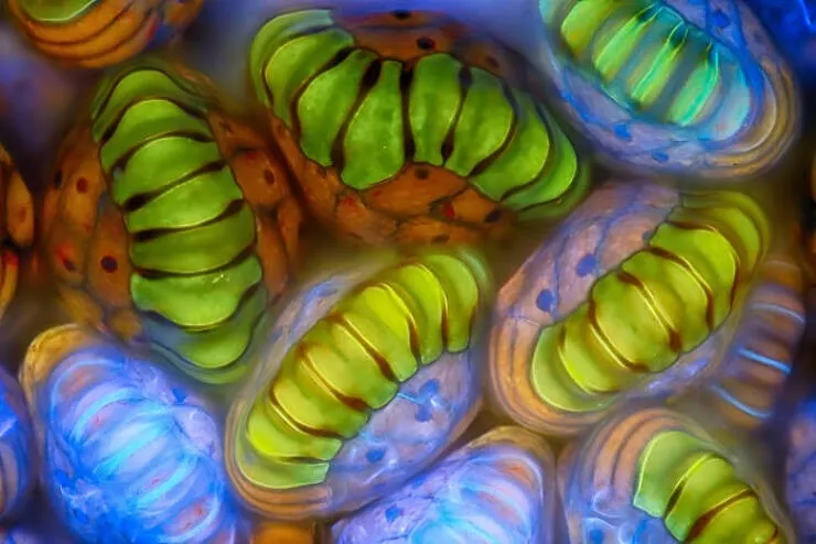 Explore the nikon small world micro photos - #23 16th Place: Rogelio Moreno, Panama, Panama Explore the nikon small world micro photos - #23 16th Place: Rogelio Moreno, Panama, Panama
