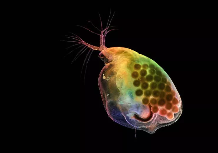 Explore the nikon small world micro photos Explore the nikon small world micro photos