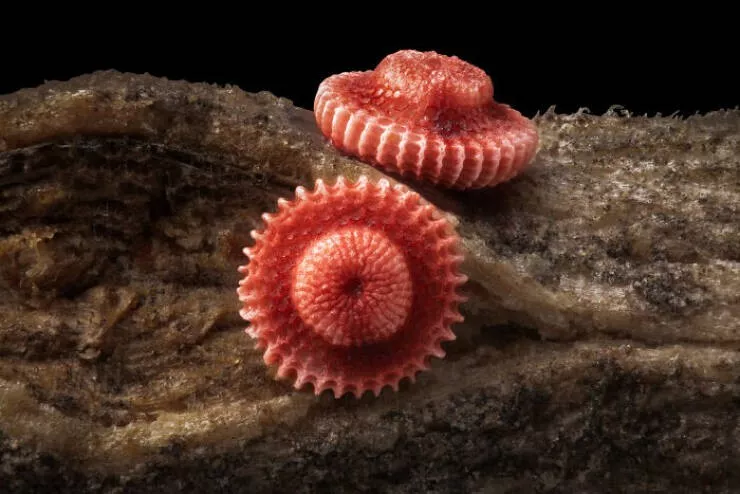 Explore the nikon small world micro photos - #3 Image Of Distinction: Ye Fei Zhang, Jiang Yin, China Explore the nikon small world micro photos - #3 Image Of Distinction: Ye Fei Zhang, Jiang Yin, China