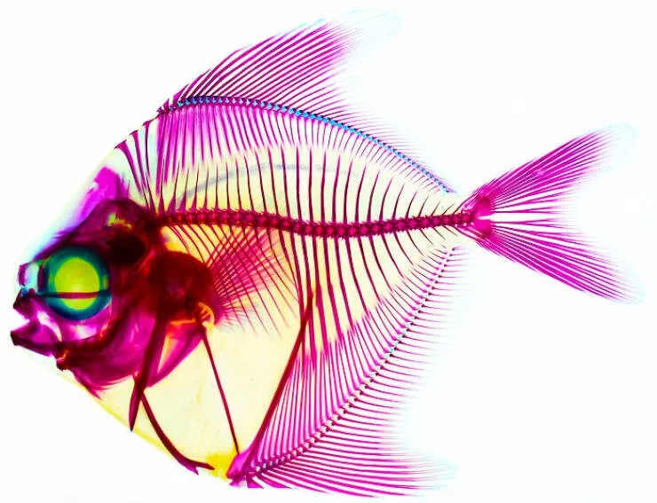 Explore the nikon small world micro photos - #31 Image Of Distinction: Dr. Noah Bressman, Salisbury, USA Explore the nikon small world micro photos - #31 Image Of Distinction: Dr. Noah Bressman, Salisbury, USA