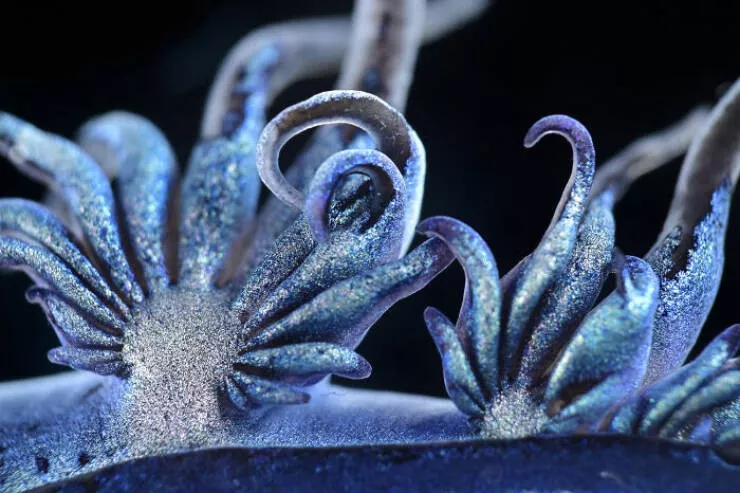 Decouvrez le monde miniature de nikon - #32 Image de distinction : Solvin Zankl, Kiel, Allemagne Decouvrez le monde miniature de nikon - #32 Image de distinction : Solvin Zankl, Kiel, Allemagne