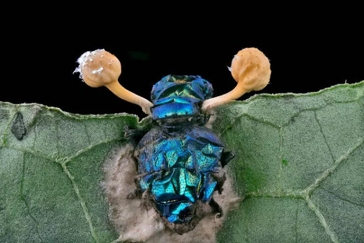 Explore the nikon small world micro photos - #34 19th Place: Eduardo Carrasco, Cuenca, Ecuador Explore the nikon small world micro photos - #34 19th Place: Eduardo Carrasco, Cuenca, Ecuador