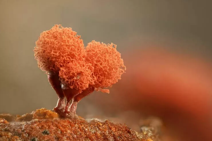 Explore the nikon small world micro photos - #35 Image Of Distinction: Frederic Labaune, Auxonne, France Explore the nikon small world micro photos - #35 Image Of Distinction: Frederic Labaune, Auxonne, France