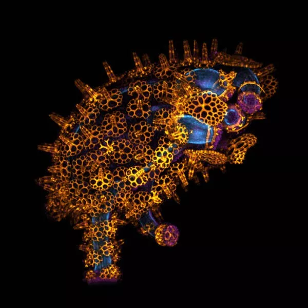 Explore the nikon small world micro photos - #36 Image Of Distinction: Dr. Laurent Formery, Pacific Grove, USA Explore the nikon small world micro photos - #36 Image Of Distinction: Dr. Laurent Formery, Pacific Grove, USA