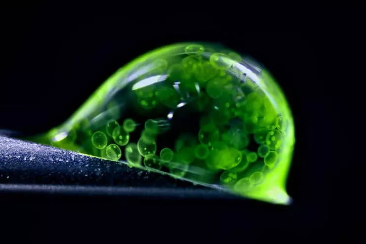 Explore the nikon small world micro photos - #6 2nd Place: Dr. Jan Rosenboom, Rostock, Germany Explore the nikon small world micro photos - #6 2nd Place: Dr. Jan Rosenboom, Rostock, Germany