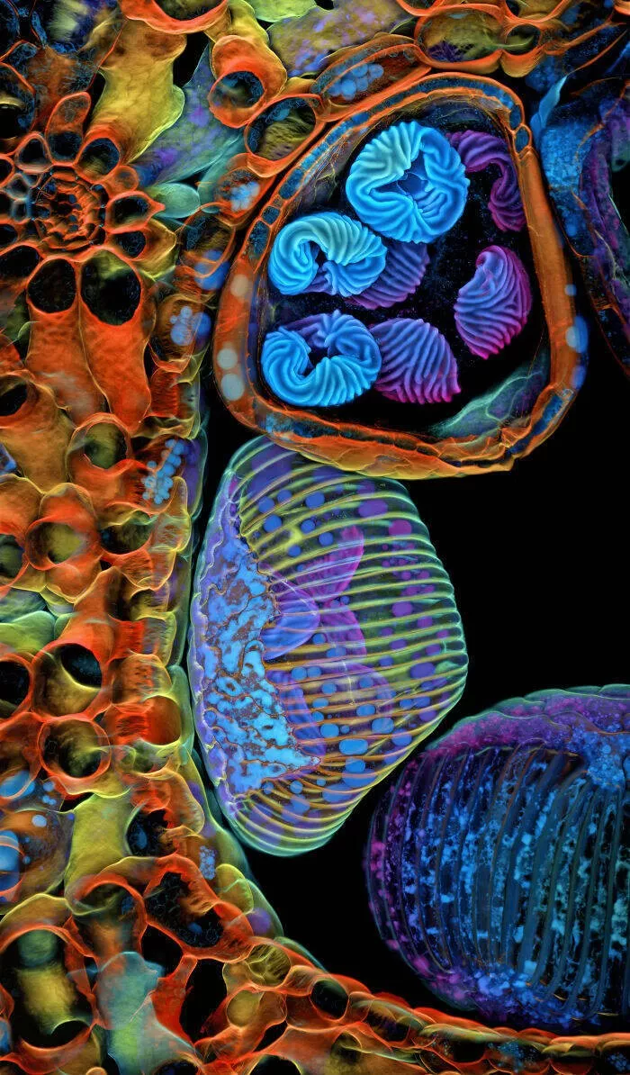 Explore the nikon small world micro photos - #8 5th Place: Dr. Igor Siwanowicz, Ashburn, USA Explore the nikon small world micro photos - #8 5th Place: Dr. Igor Siwanowicz, Ashburn, USA