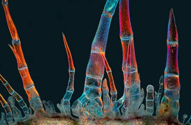 Explore the nikon small world micro photos - #9 11th Place: Marek Mi, Suwalki, Poland Explore the nikon small world micro photos - #9 11th Place: Marek Mi, Suwalki, Poland