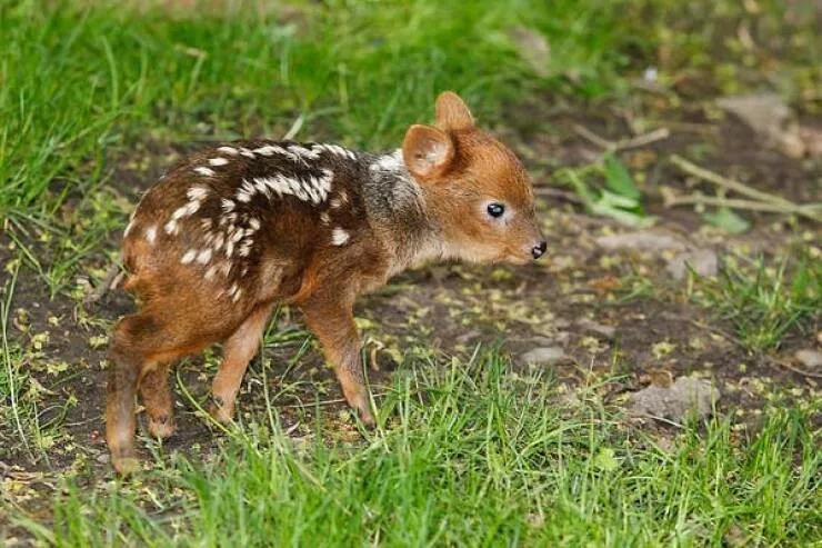 Incredible shots that bend your brain a little - #17 This is a Pudu, the world's smallest species of deer Incredible shots that bend your brain a little - #17 This is a Pudu, the world's smallest species of deer