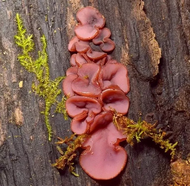 Things that arent food but look delicious - #10 Things that arent food but look delicious - #10