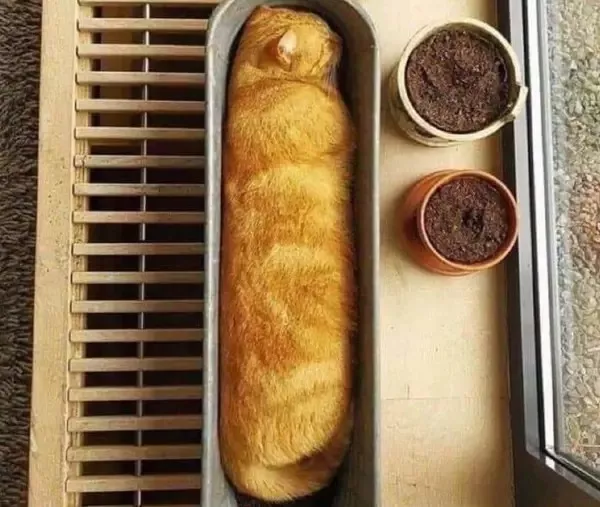 Things that arent food but look delicious - #18 Things that arent food but look delicious - #18