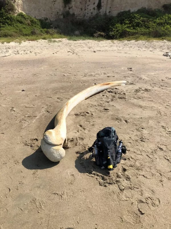 Curiosity now you have my attention - #1 Blue whale rib bone Curiosity now you have my attention - #1 Blue whale rib bone