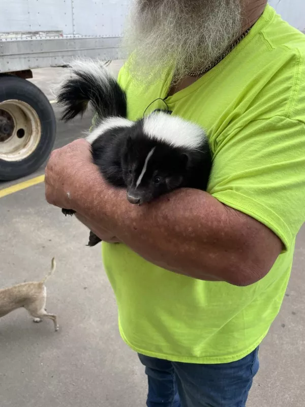 Curiosity now you have my attention - #22 This man has a pet skunk! Curiosity now you have my attention - #22 This man has a pet skunk!