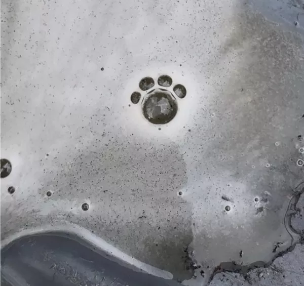 Curiosite et attention avec ces photos - #26 Le chat a renversé une bière et les bulles ressemblent à une empreinte de patte Curiosite et attention avec ces photos - #26 Le chat a renversé une bière et les bulles ressemblent à une empreinte de patte