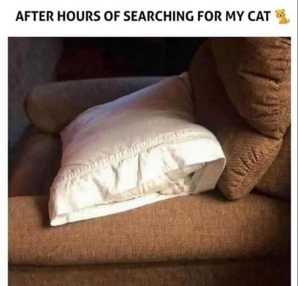Les meilleurs moments droles de chats - #11 Les meilleurs moments droles de chats - #11