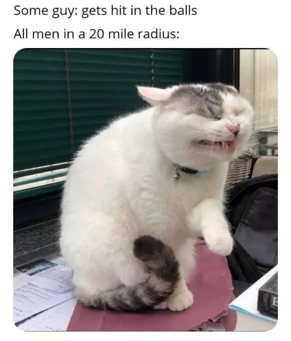 Les meilleurs moments droles de chats - #12 Les meilleurs moments droles de chats - #12