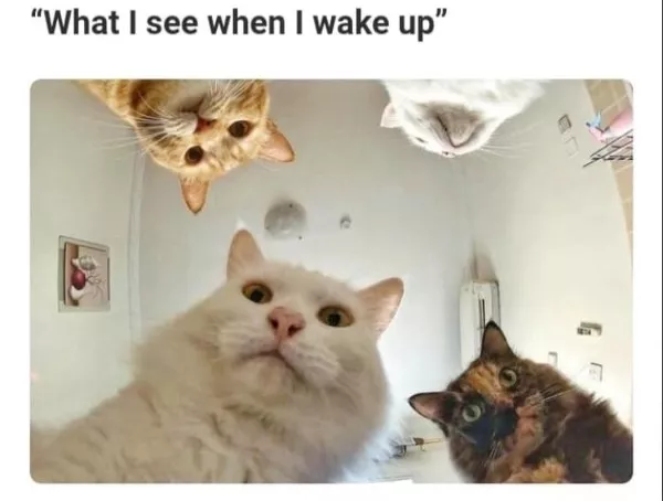 Les meilleurs moments droles de chats - #13 Les meilleurs moments droles de chats - #13