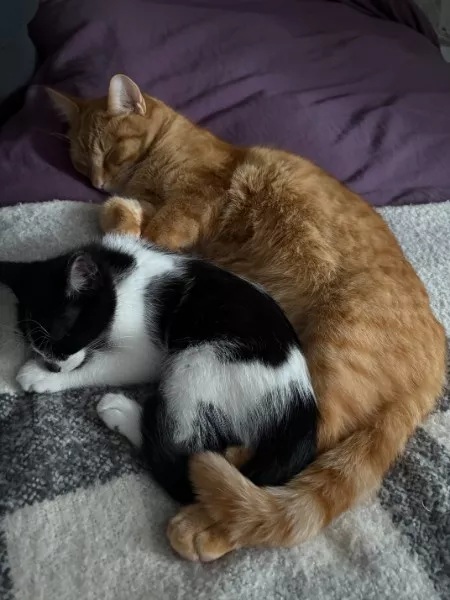 Les meilleurs moments droles de chats - #16 Les meilleurs moments droles de chats - #16