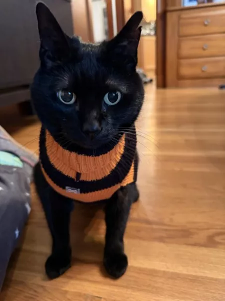 Les meilleurs moments droles de chats - #17 Les meilleurs moments droles de chats - #17