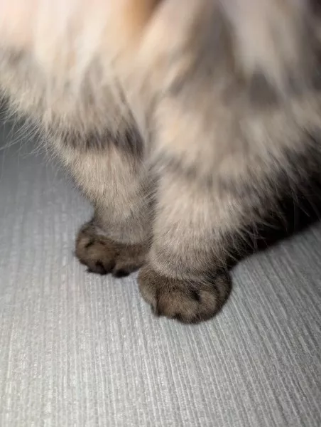 Les meilleurs moments droles de chats - #19 Les meilleurs moments droles de chats - #19