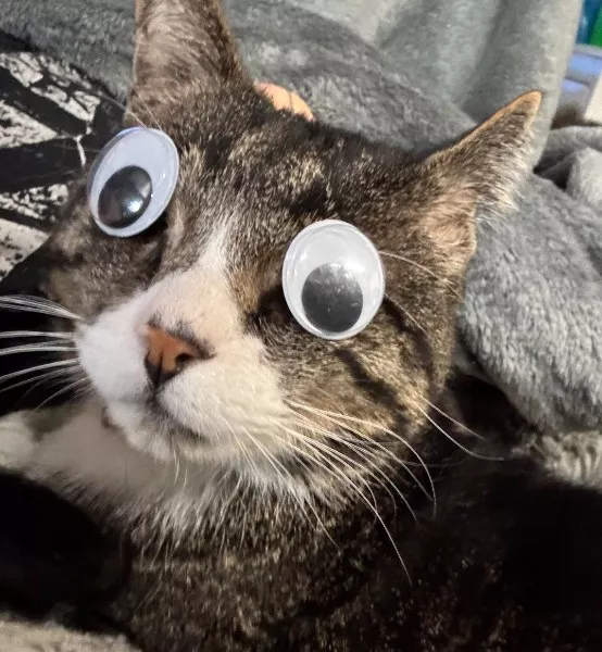 Funny cats album compilation - #20 Funny cats album compilation - #20