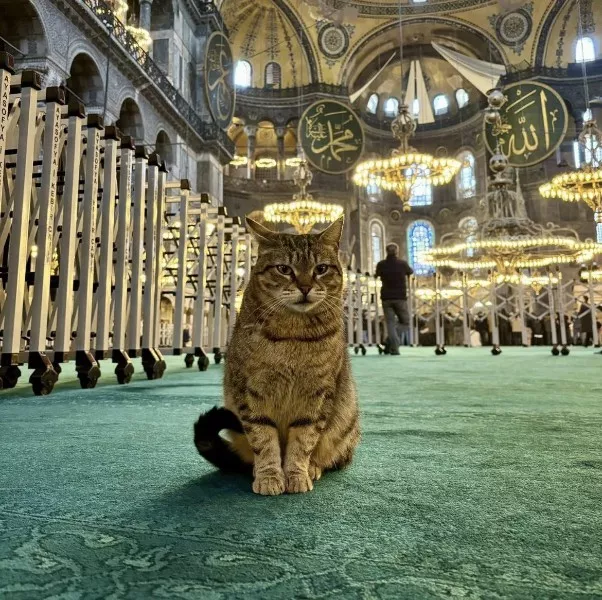 Les meilleurs moments droles de chats - #25 Les meilleurs moments droles de chats - #25
