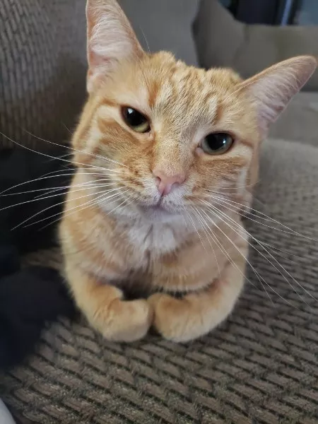 Les meilleurs moments droles de chats - #26 Les meilleurs moments droles de chats - #26