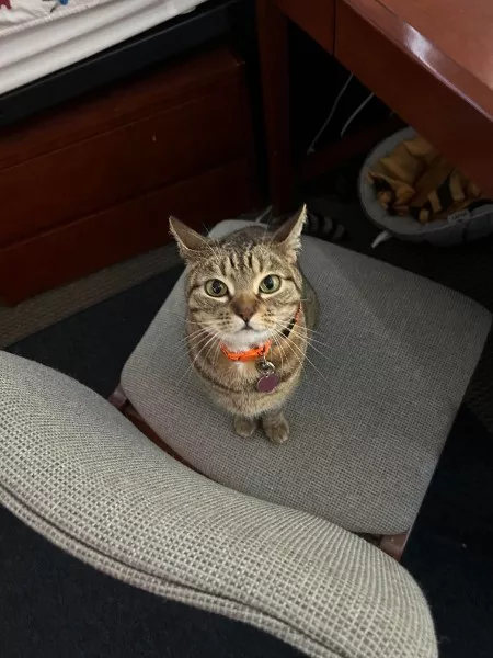 Les meilleurs moments droles de chats - #27 Les meilleurs moments droles de chats - #27