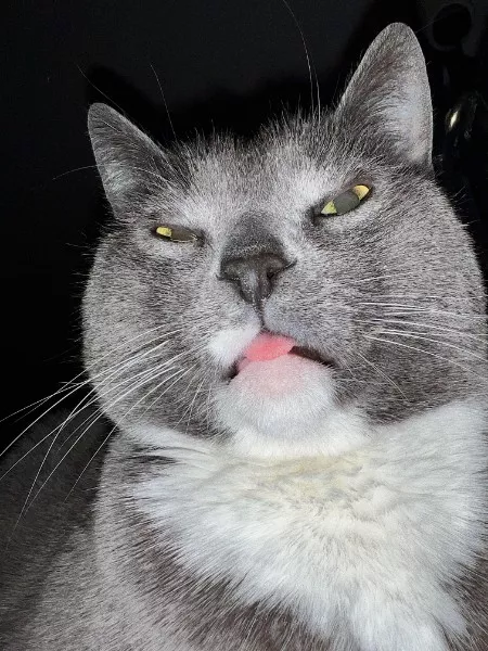 Les meilleurs moments droles de chats - #28 Les meilleurs moments droles de chats - #28
