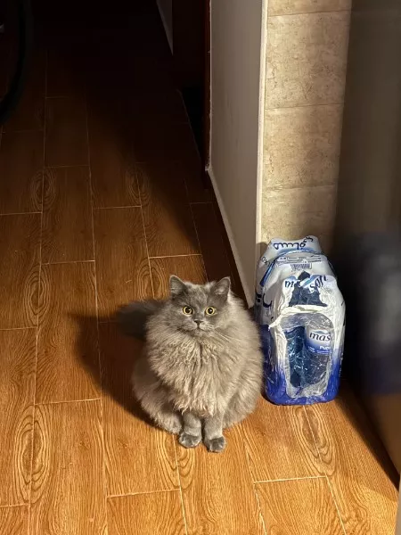 Les meilleurs moments droles de chats - #29 Les meilleurs moments droles de chats - #29