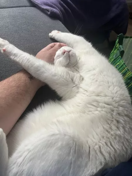 Les meilleurs moments droles de chats - #30 Les meilleurs moments droles de chats - #30