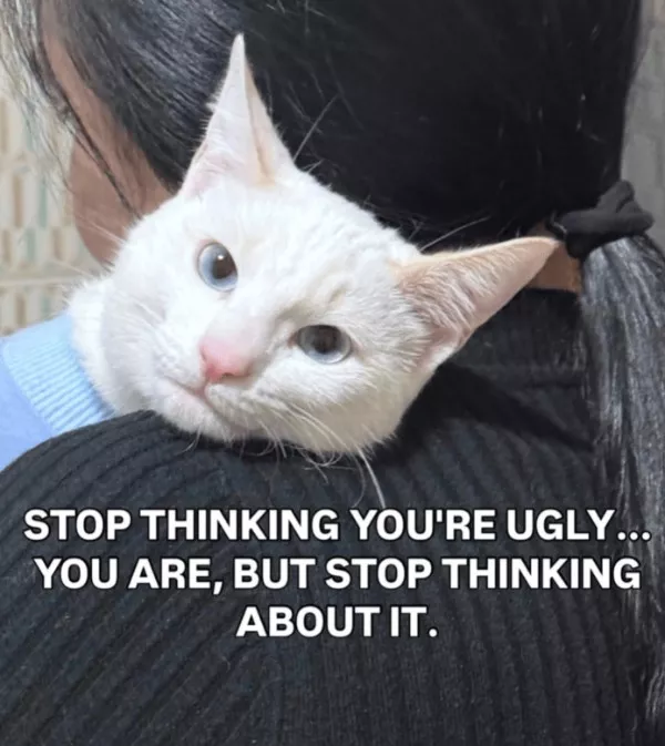 Funny cats album compilation - #4 Funny cats album compilation - #4