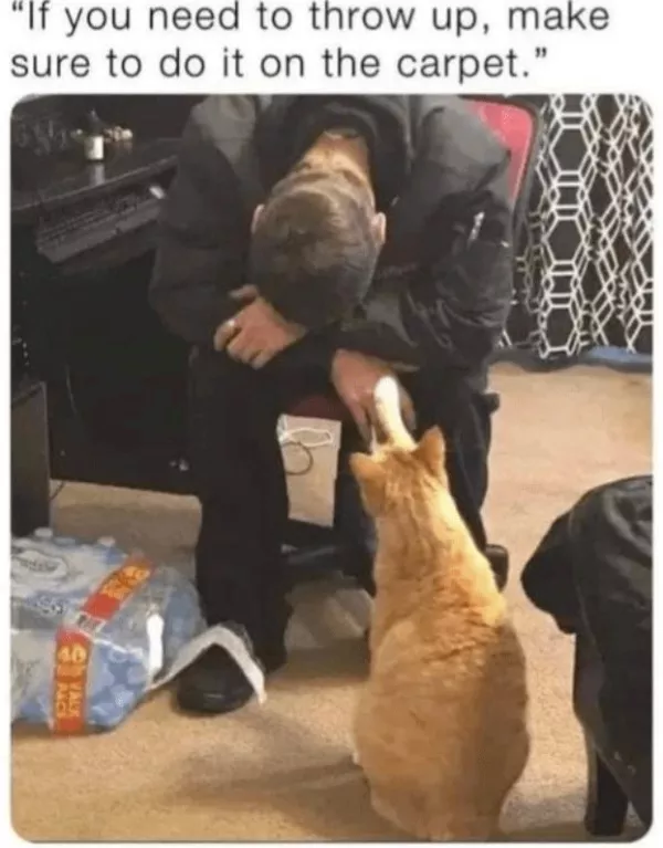 Les meilleurs moments droles de chats - #5 Les meilleurs moments droles de chats - #5