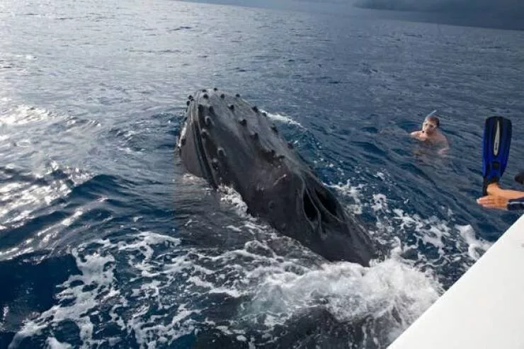 Des images etonnantes qui vous emerveilleront - #7 Voici à quoi ressemble l'évent d'une baleine à bosse
