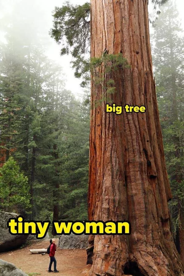 Des images etonnantes qui vous emerveilleront - #8 Les séquoias sont vraiment, vraiment, vraiment, très grands