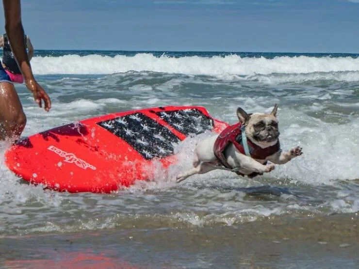 Des chiens adorables maitres des vagues - #1 Des chiens adorables maitres des vagues - #1
