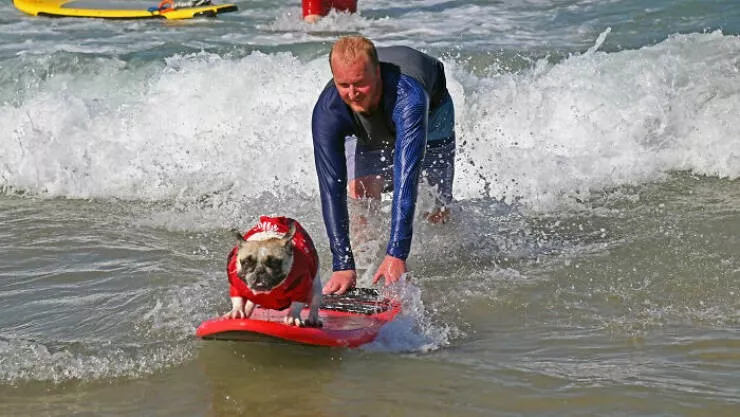 Des chiens adorables maitres des vagues - #10 Des chiens adorables maitres des vagues - #10