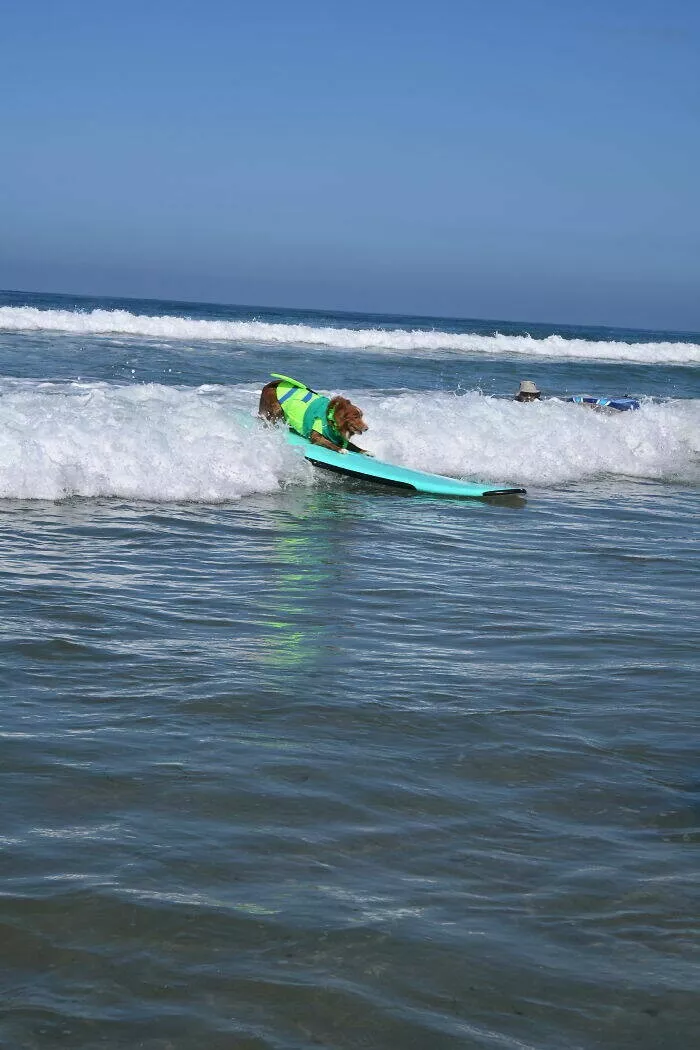 Des chiens adorables maitres des vagues - #11 Des chiens adorables maitres des vagues - #11