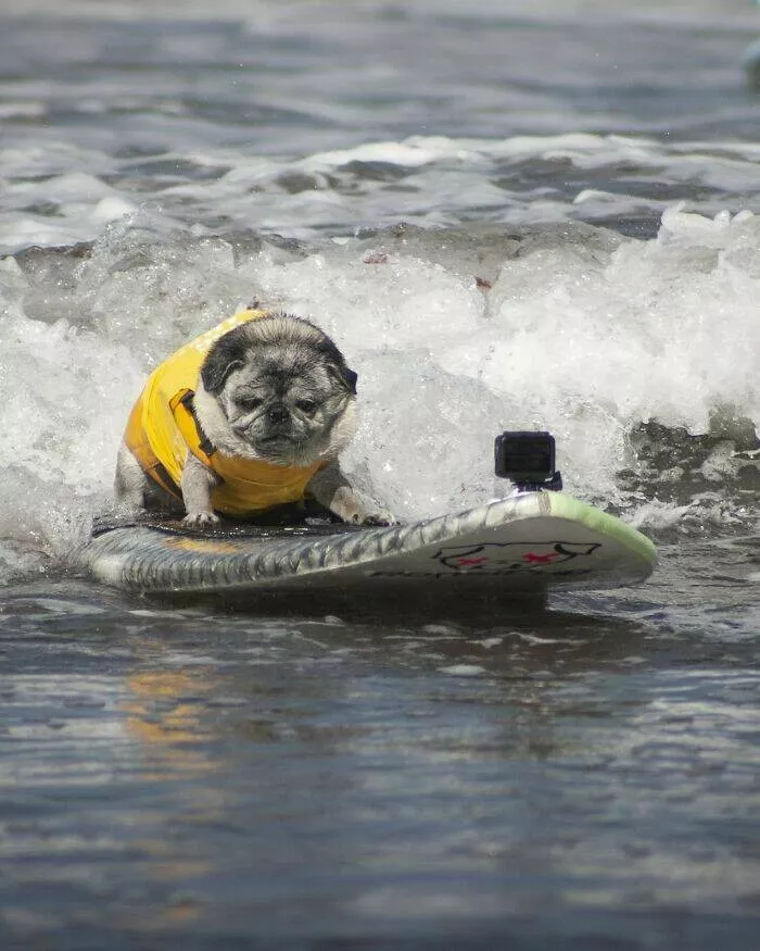 Des chiens adorables maitres des vagues Des chiens adorables maitres des vagues