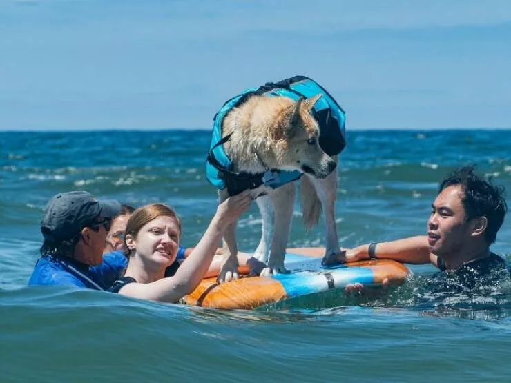 Des chiens adorables maitres des vagues - #14 Des chiens adorables maitres des vagues - #14
