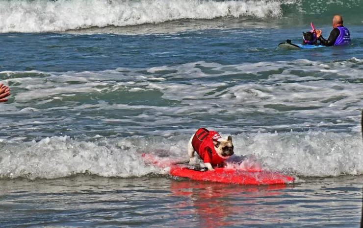 Des chiens adorables maitres des vagues - #16 Des chiens adorables maitres des vagues - #16