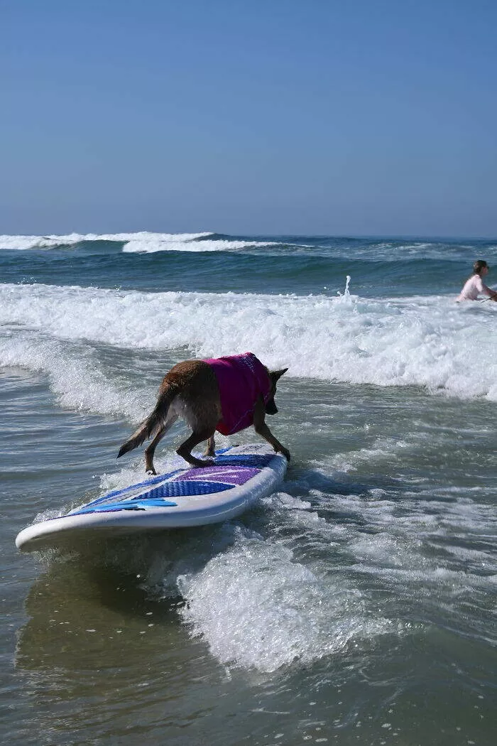 Des chiens adorables maitres des vagues - #17 Des chiens adorables maitres des vagues - #17
