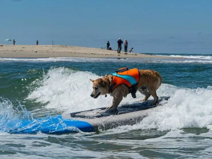 Des chiens adorables maitres des vagues - #2 Des chiens adorables maitres des vagues - #2