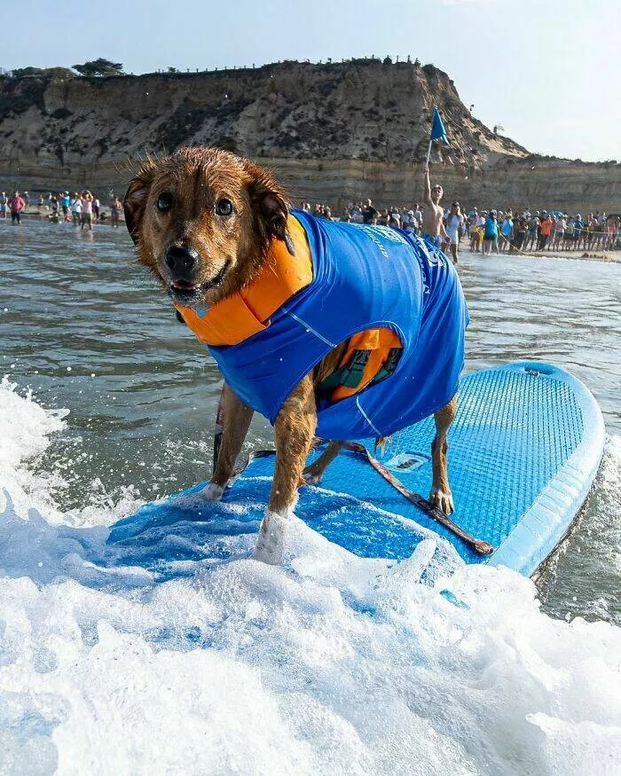Des chiens adorables maitres des vagues - #3 Des chiens adorables maitres des vagues - #3