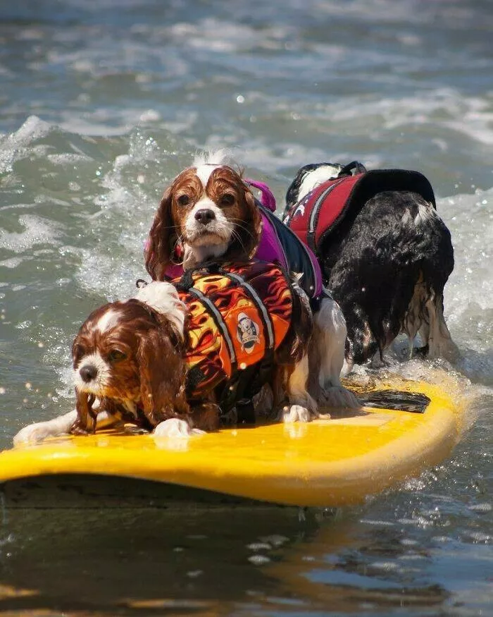 Des chiens adorables maitres des vagues - #5 Des chiens adorables maitres des vagues - #5