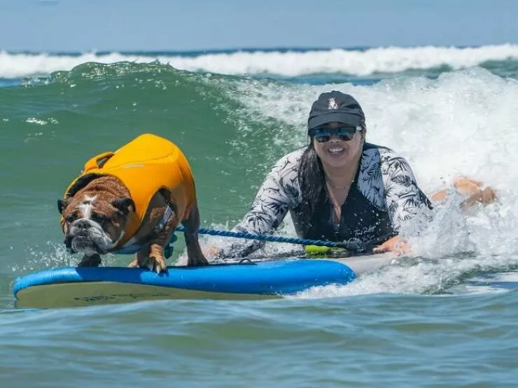 Des chiens adorables maitres des vagues - #7 Des chiens adorables maitres des vagues - #7