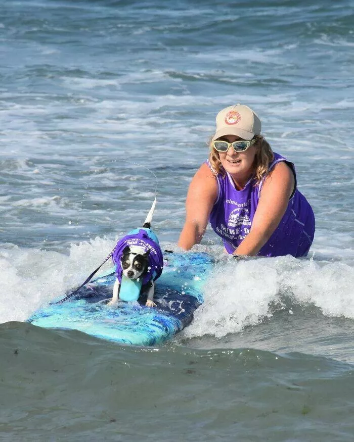 Des chiens adorables maitres des vagues - #8 Des chiens adorables maitres des vagues - #8